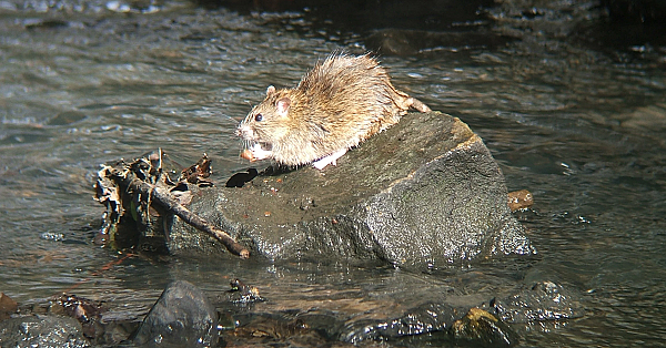Bruine rat