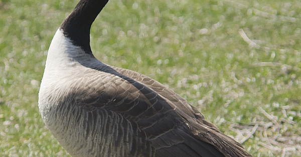 Canada Goose