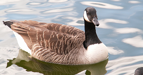 Canada Goose