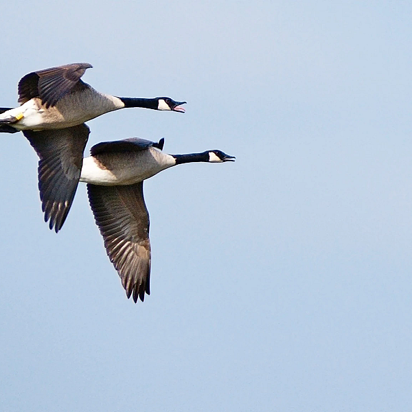 KJV #22 - Canadezenweg