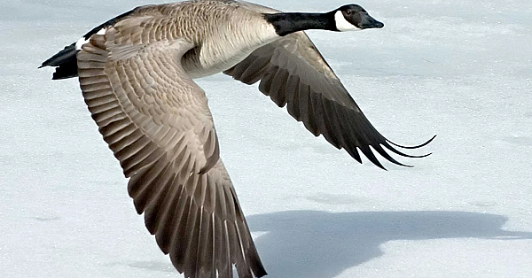 Canadese gans