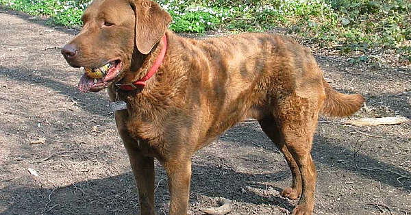 Chesapeake bay retriever