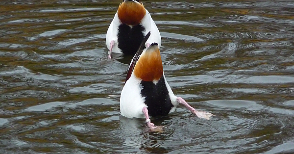 Common Shelduck