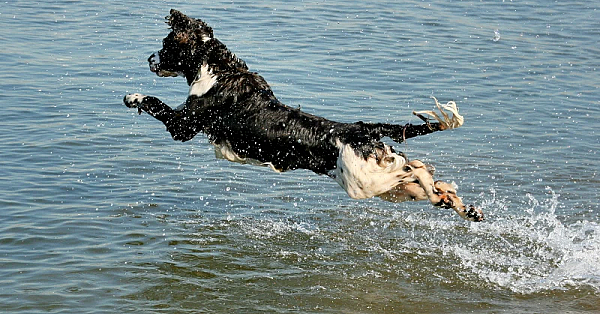 Drijvende honden