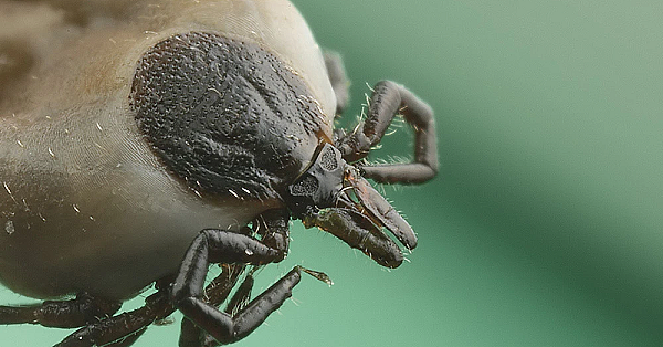 Ectoparasieten