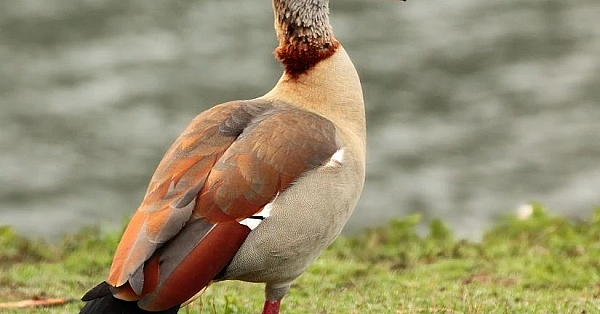 Nijlgans