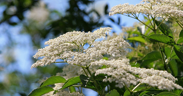 Elderberry