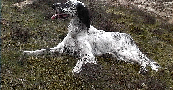 Engelse setter