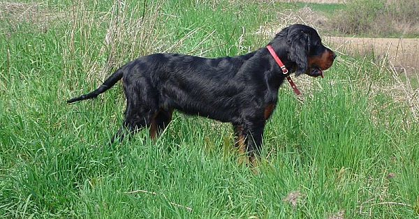 Engelse staande honden