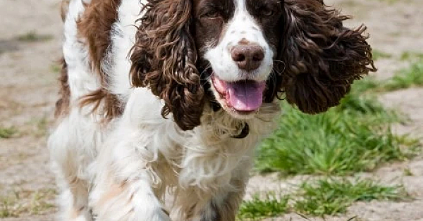 Engelse springer spaniel