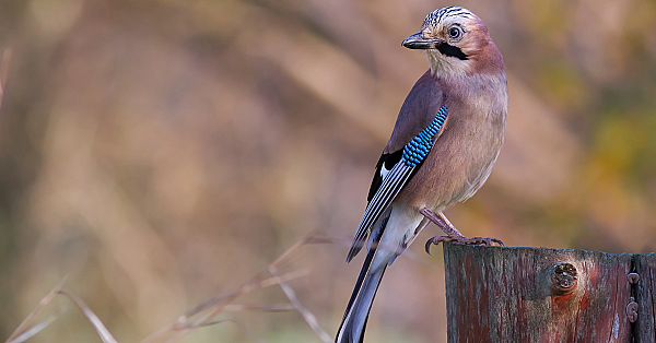 Eurasian jay