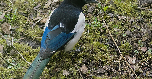 Eurasian magpie