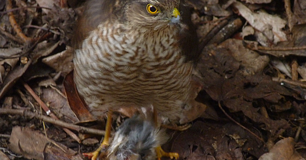 Eurasian sparrowhawk