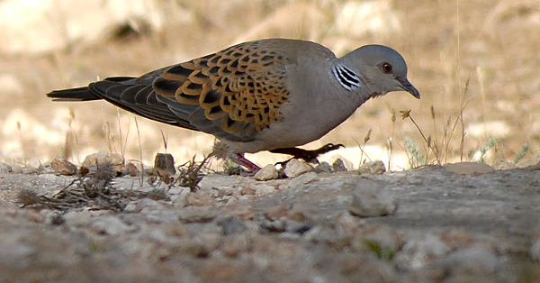 European turtle dove