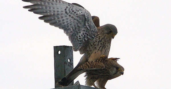 Falconidae