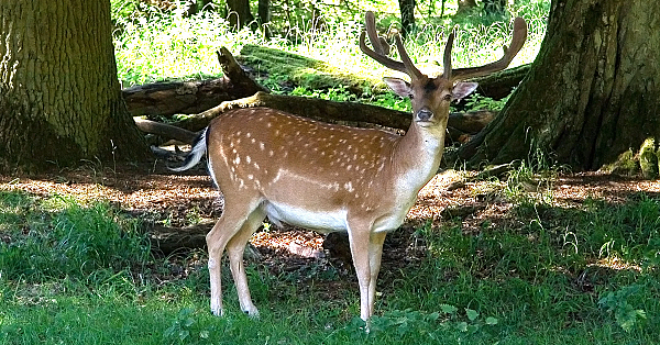 Drückjagd in Hessen