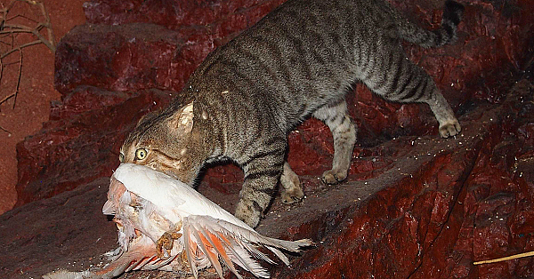 Katachtigen