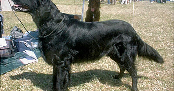 Flat coated retriever