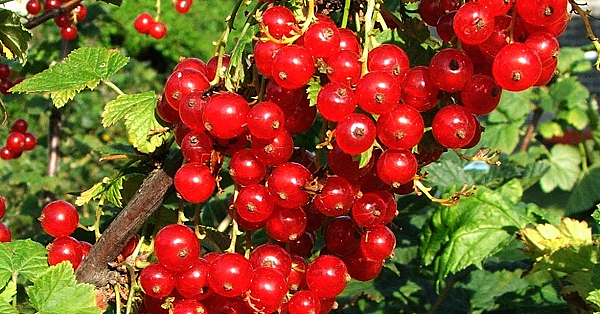 Fruits