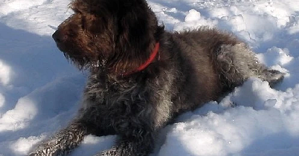 German Wirehaired Pointer