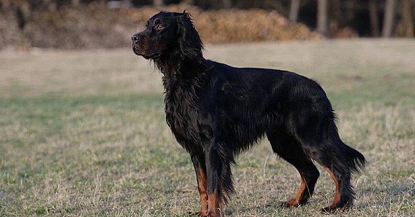 Gordon setter