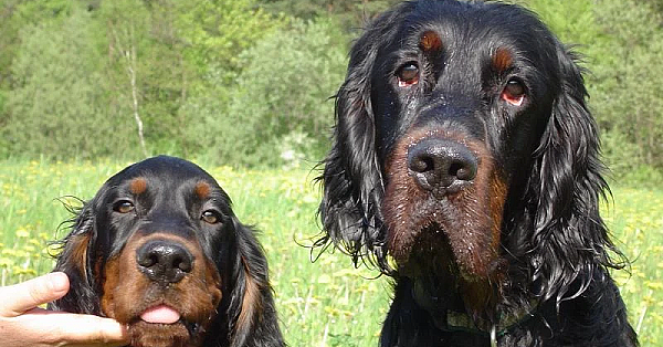 Gordon setter