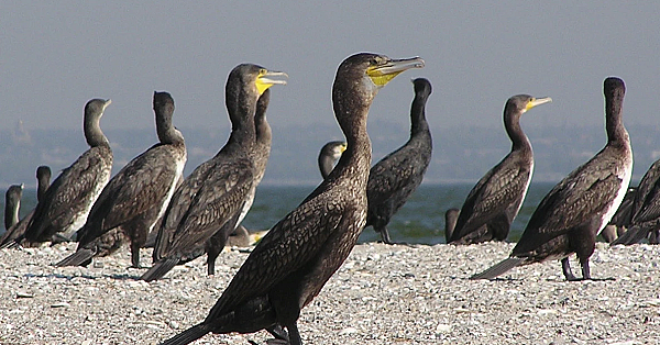 Great Cormorant