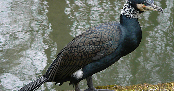 KJV #6 - Een vreemde gans