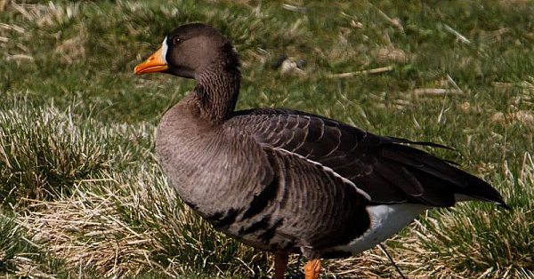 Greater White-fronted Goose