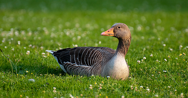 Greylag Goose