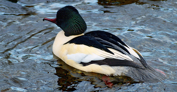 Grote zaagbek