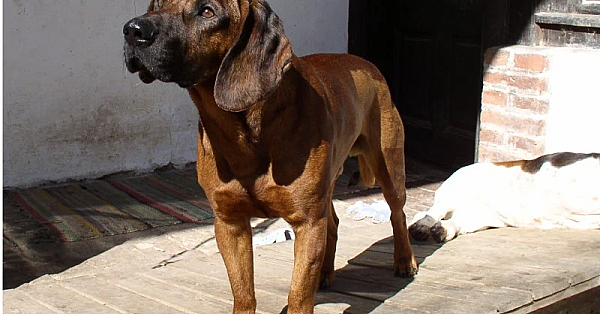 Hannoveraanse zweethond