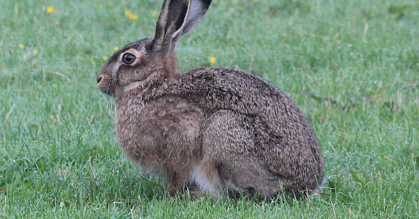 Hare