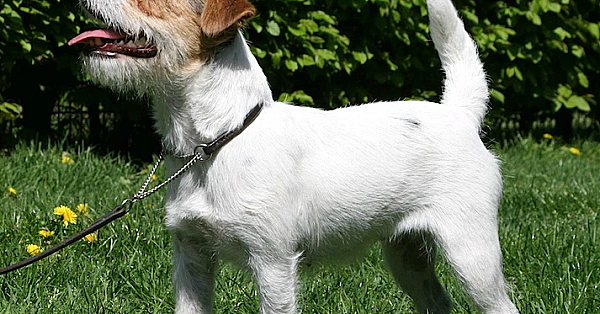 Jack russell terriër