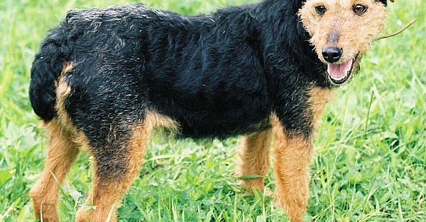 Duitse jachtterriër