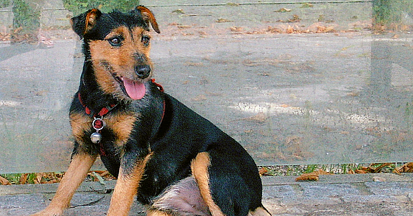 Jagdterrier