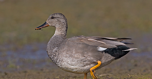 Gadwall