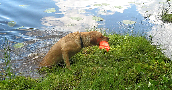 Labrador retriever