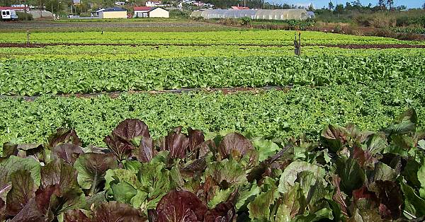 Leafy vegetables