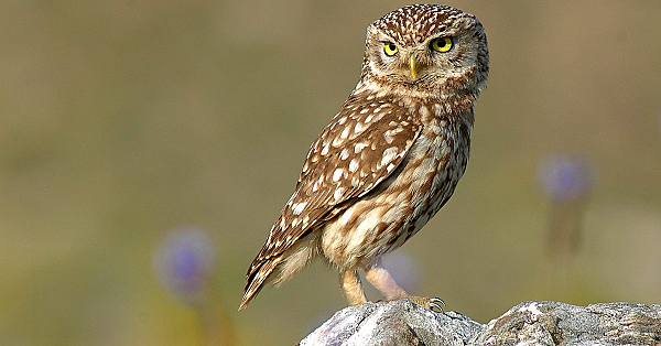 Little owl