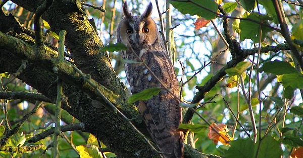Long-eared owl