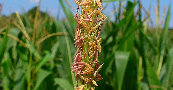 Maize