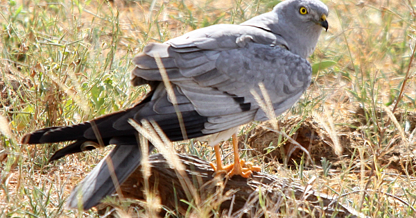 Montagu's harrier