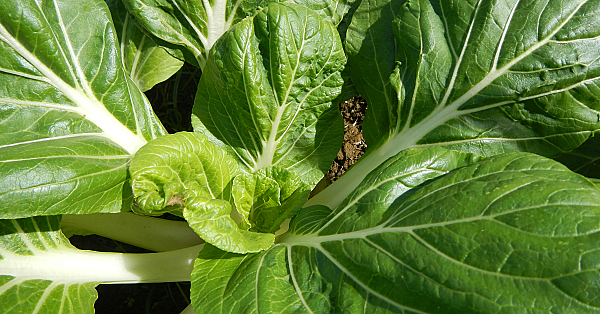 Napa Cabbage