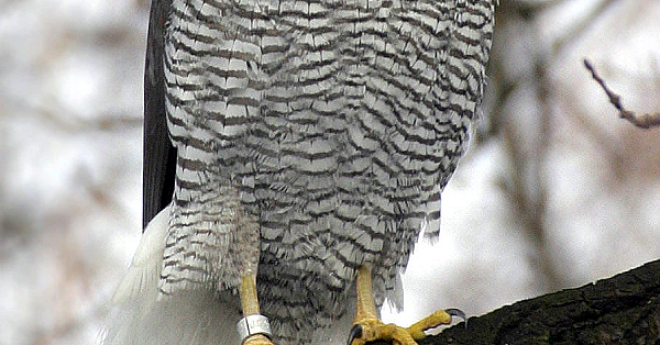 Northern goshawk