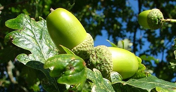Oak