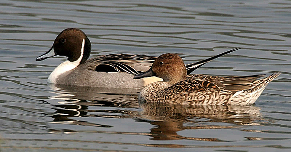 Northern pintail