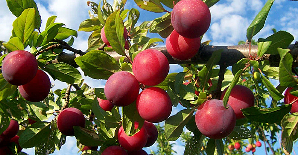 Plum