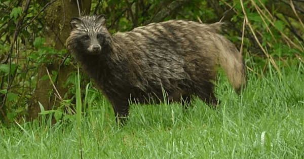 Wasbeerhond