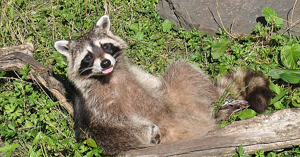 Kleine beren